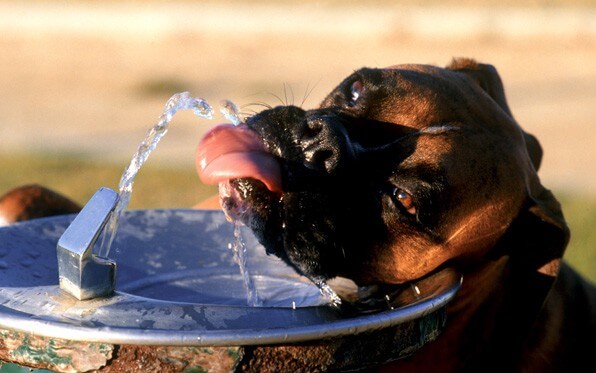 Heat Stress in Pets Can Be Deadly!