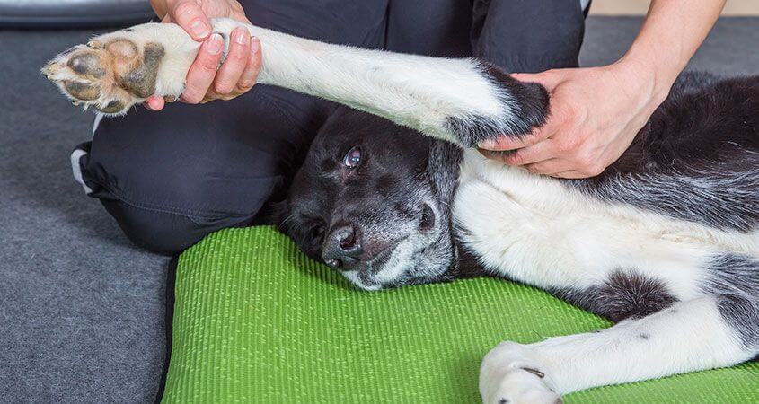 Everything Owners Should Know About Joint Pain For Dogs Meadowrun 