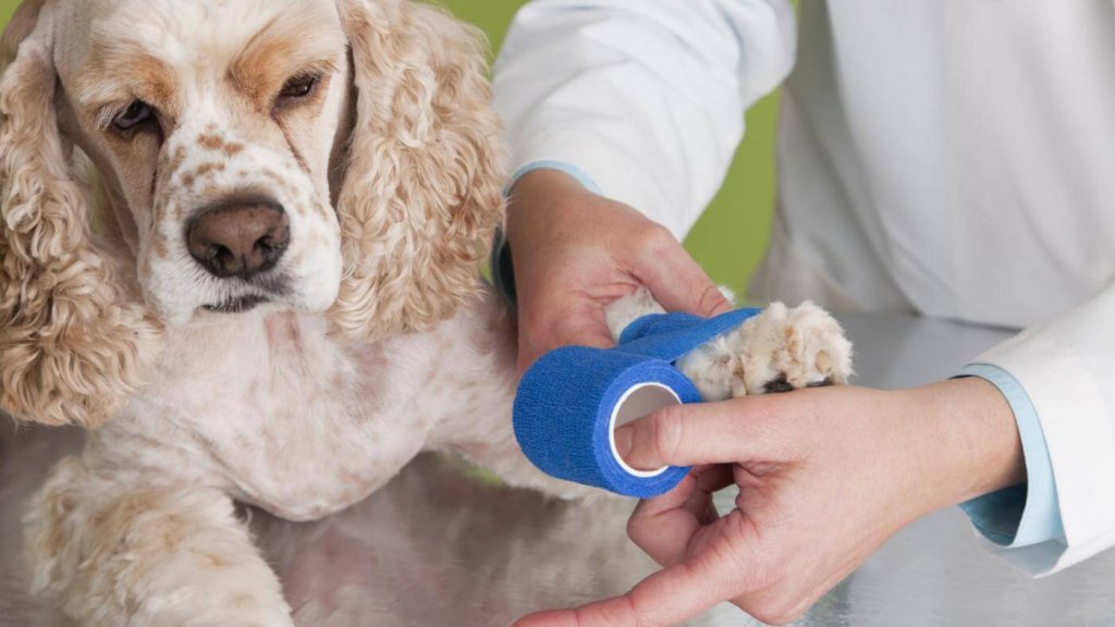 Light Therapy in Pets, Healing with Lasers Meadowrun Affordable Pet Care