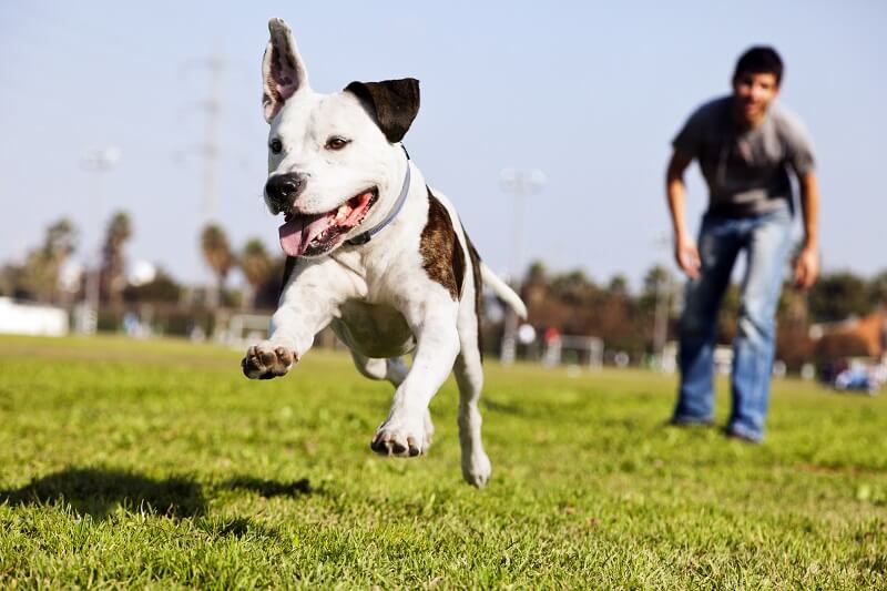 can a dog still get lyme disease even if vaccinated