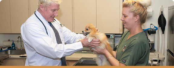 Expert Veterinary Care You Can Trust