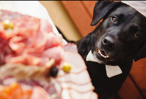 Pet Safe Treats – Are You Poisoning Your Pet With Potentially Deadly Foods?