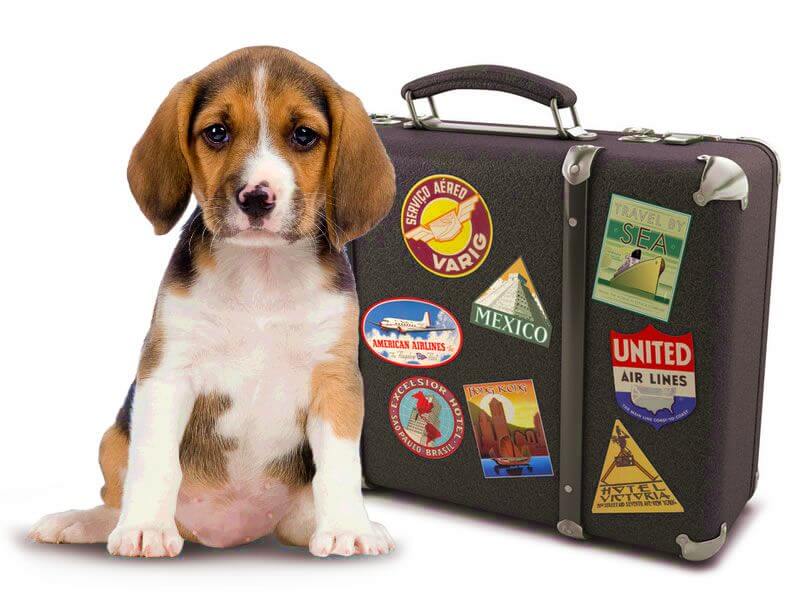 On the Road Again – Tips on Traveling with Pets