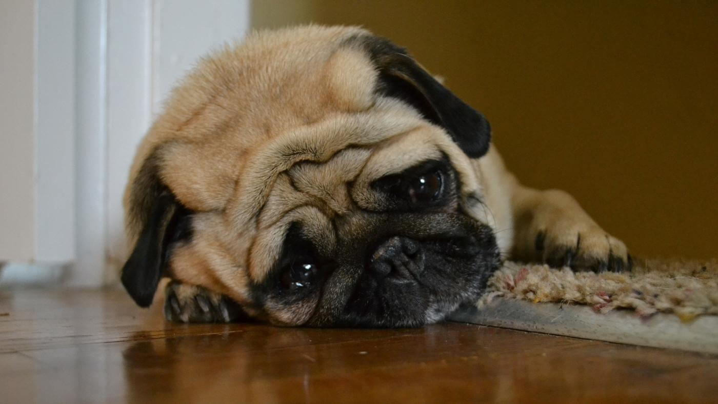 Upset Stomach in Pets, The Dangers of Overindulging During the Holidays