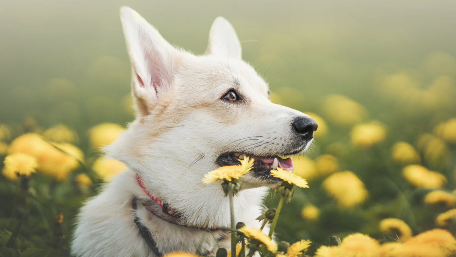 10 Signs Your Dog May Have Allergies