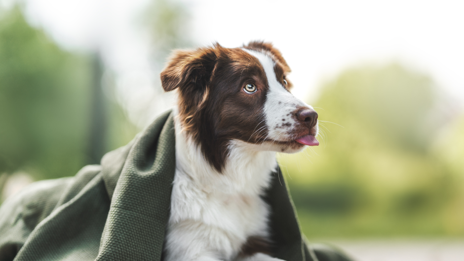 ACH-OO! Your Pets Can Catch Colds, Too!