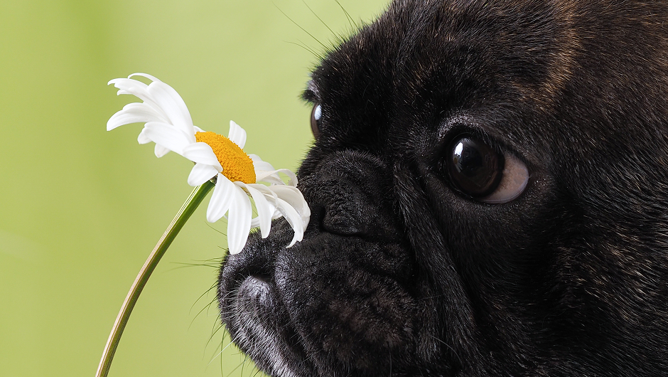 Allergies Could Be the Number One Reason for Coughing and Sneezing in Dogs