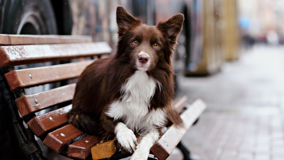 Bladder Infections in Pets: Recognizing the Symptoms!