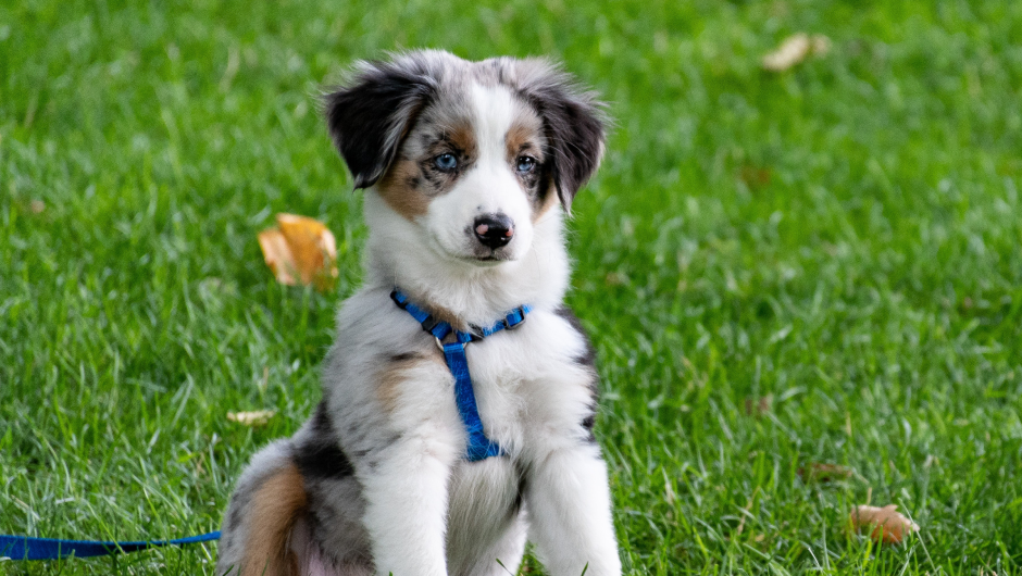 Bringing Home a New Puppy – A Veterinarian’s Guide