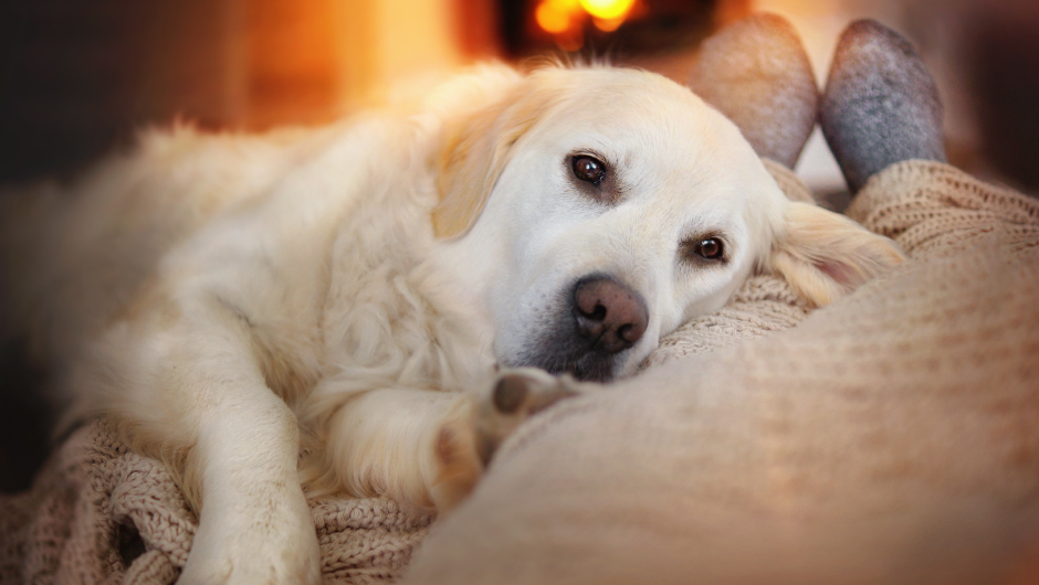 Can Your Pet Get the Flu? What You Need to Know About CIV