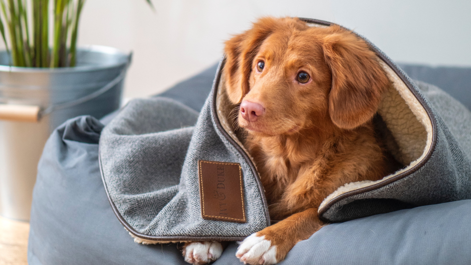 Choosing the Best Dog Boarding Sarasota FL Has to Offer!