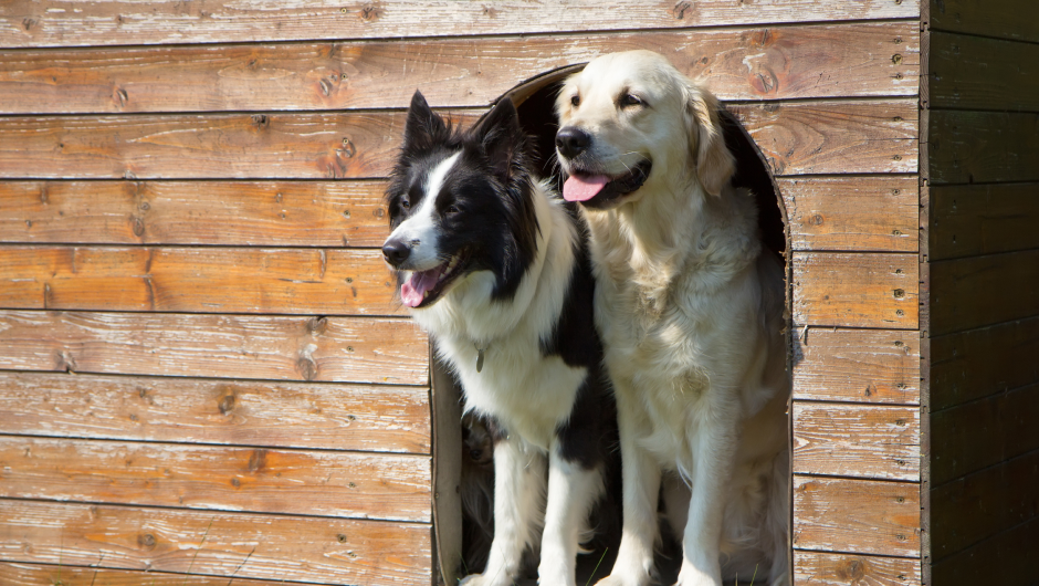 Dog Boarding Sarasota: Choosing a Safe Haven for Your Pet!