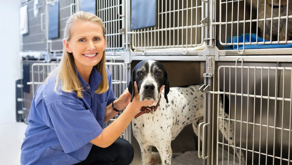 Dog Boarding with Sarasota Veterinary Center
