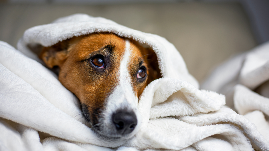 Doggie Upset Stomach – The Causes and Cures