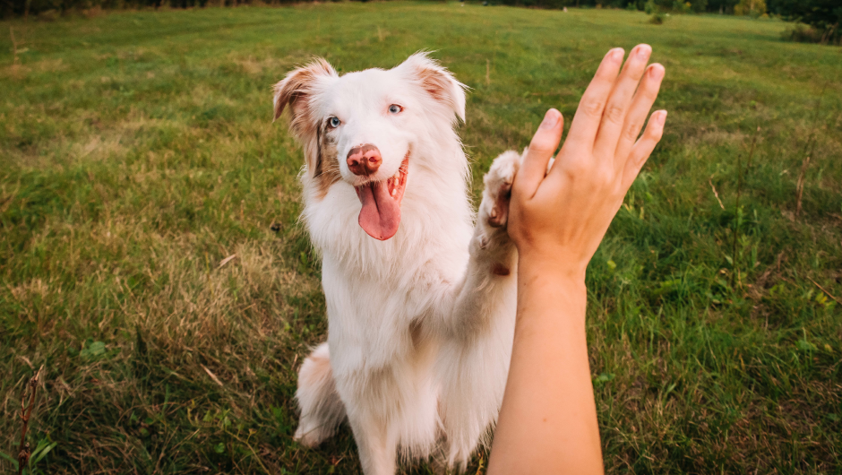 Dr. Smith Veterinarian/Owner Sarasota Veterinary Center
