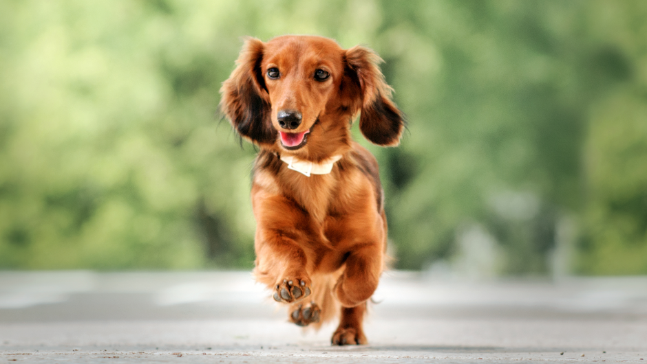 Ear Mites 101: The Symptoms
