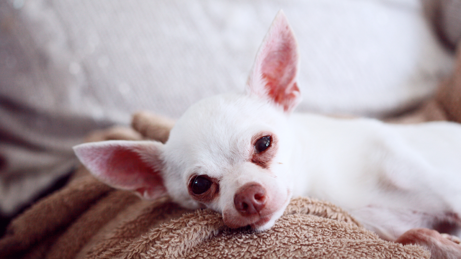 Ear Mites Basics