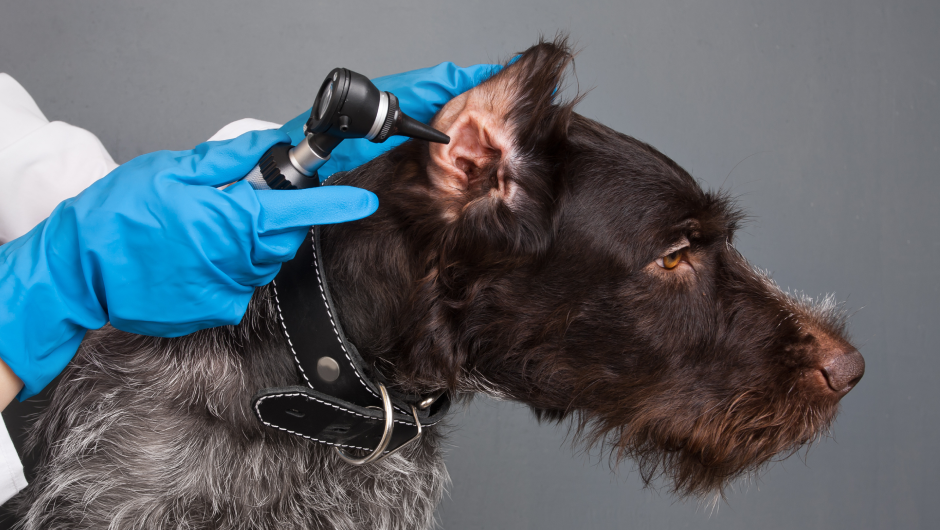 Ear Mites in Pets, What Are the Symptoms?