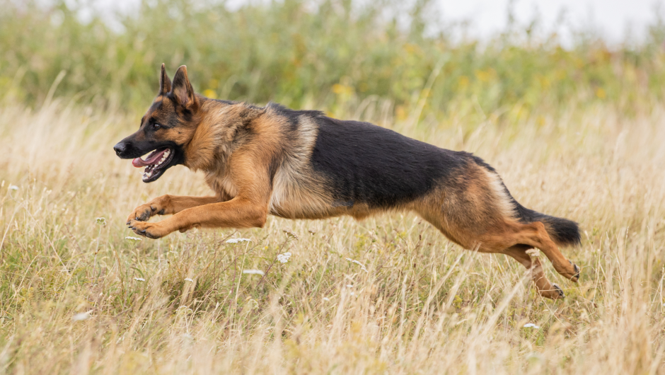 Everything Owners Should Know About Joint Pain For Dogs