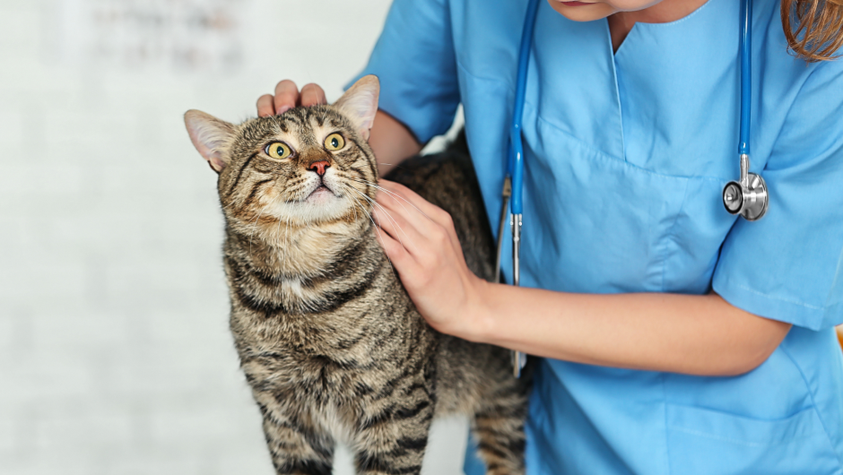 Microchipping Your Pet: What You Need to Know