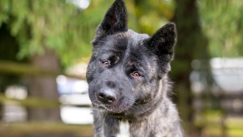 Hear Ye, Hear Ye! How Do Dogs Get Ear Infections?
