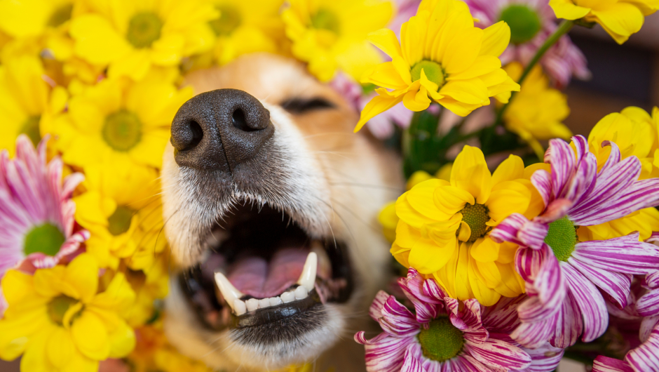 Information on Dog Coughing and Sneezing