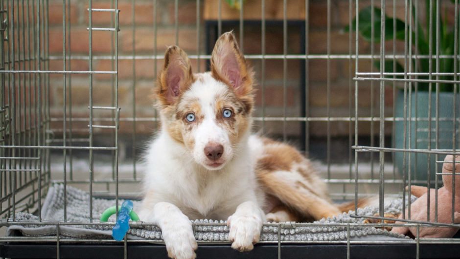 Instances When You Need Dog Boarding Sarasota FL