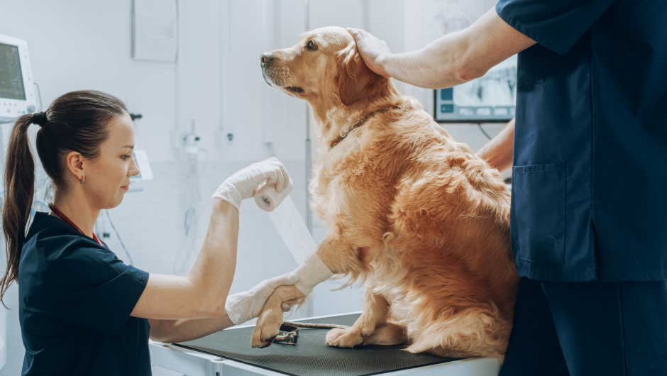 Know the Symptoms: Causes and Prevention of Joint Pain in Dogs