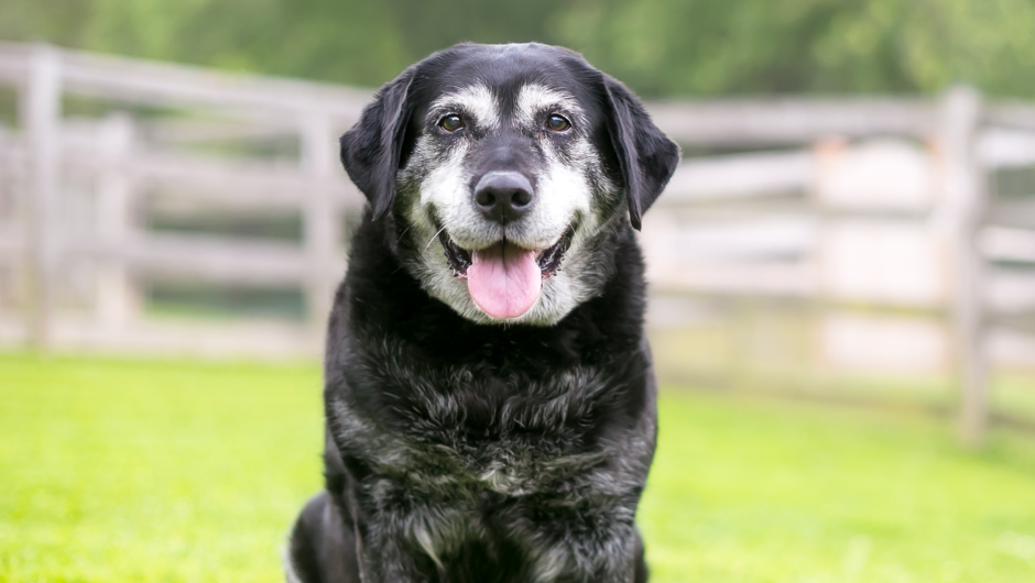 Lepto in Dogs, New Protection against an Old Disease…Lurking in Your Yard!