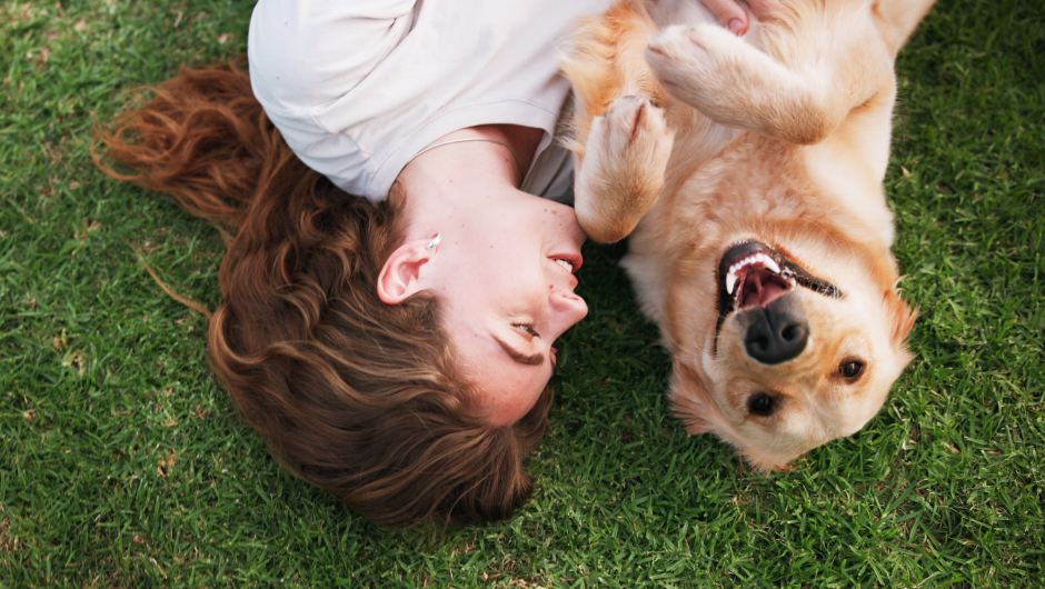 Light Therapy for Dogs and Other Pets – Using Light Energy to Heal