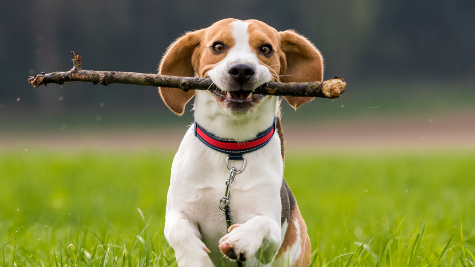 Lyme Disease in Dogs: Is Your Pet at Risk?