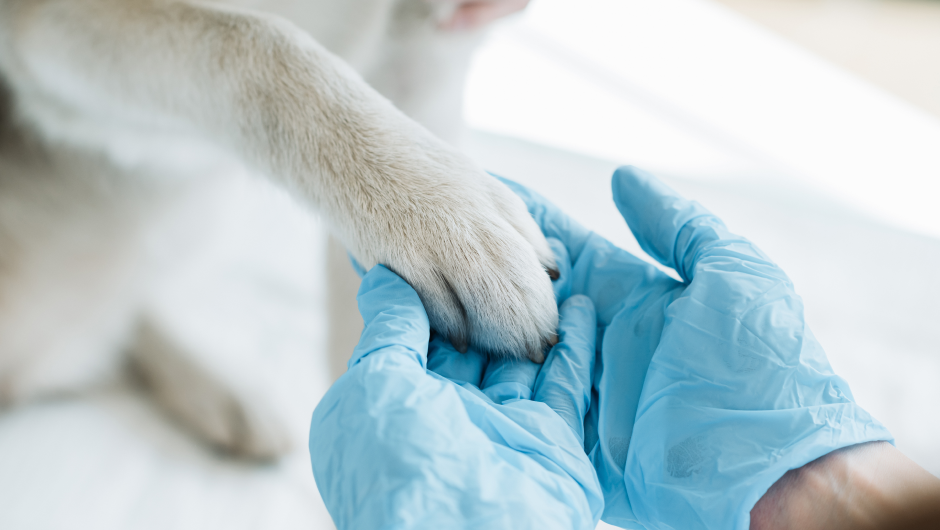 Meet Dr. Dave Smith of Sarasota Veterinary Center