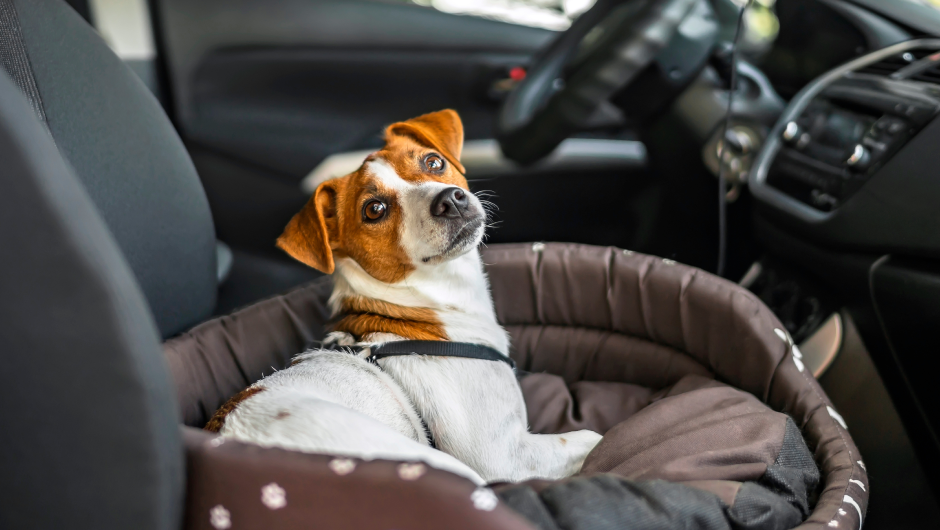 On the Road Again – Tips on Traveling with Pets