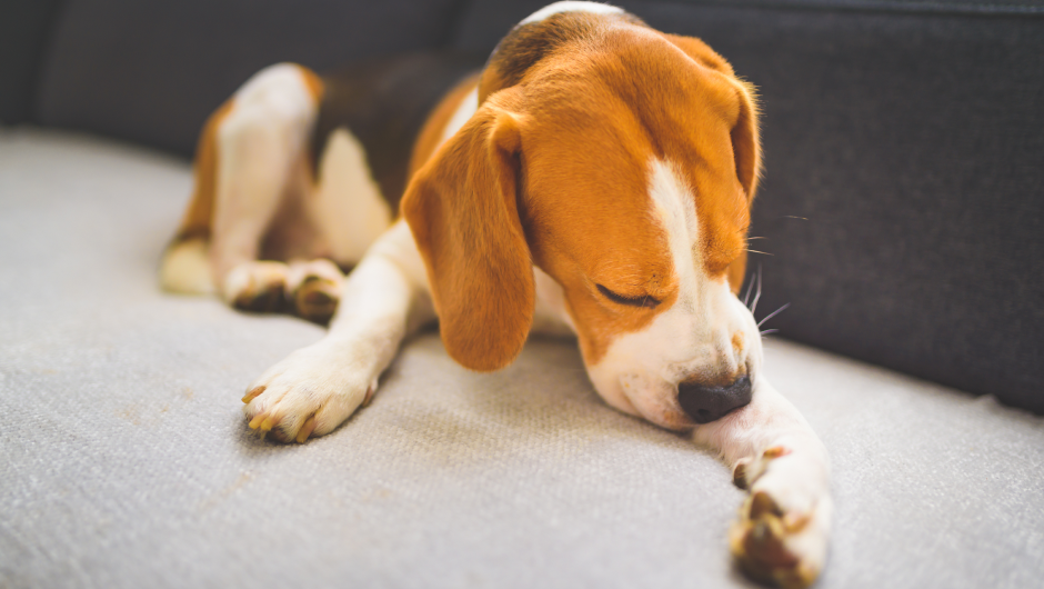 Pet Allergies, Itching Doesn’t Always Mean Fleas!