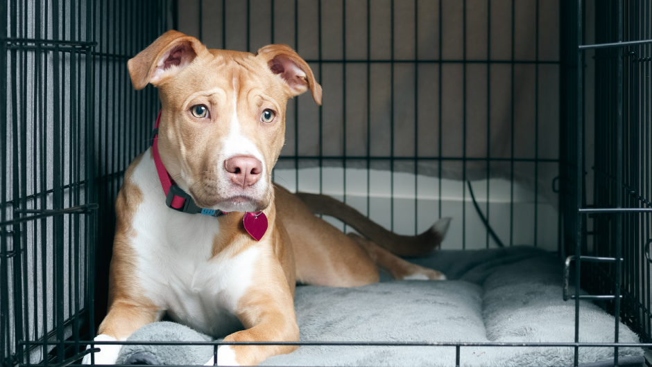 Pet Boarding Sarasota – Sarasota Veterinary Center Has You Covered!