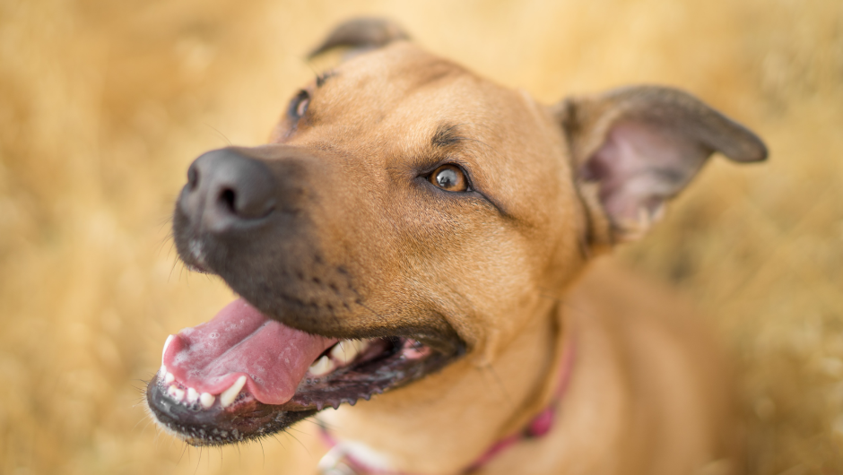 Pet Dental Care – Why Your Pet Needs to Have Cleanings Every 6 Months