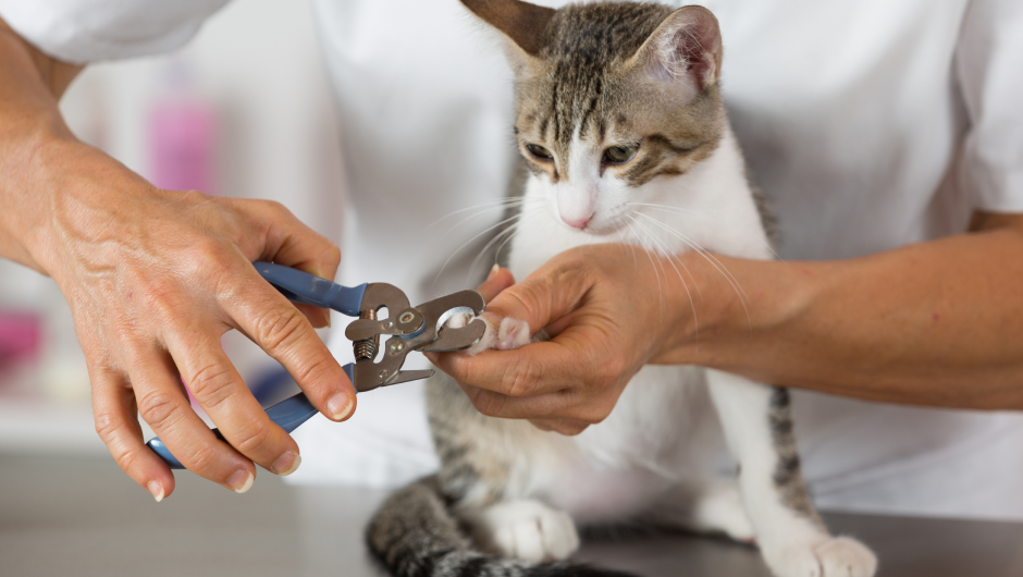 Pet Grooming Sarasota: Choosing the Right Groomer for You!