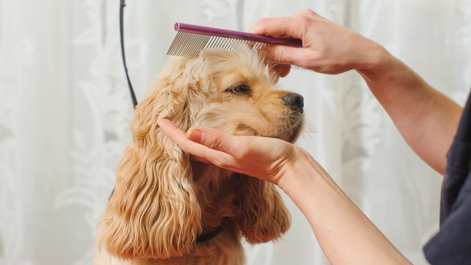 Pet Grooming Sarasota: How to Find the Perfect Place for Your Pet