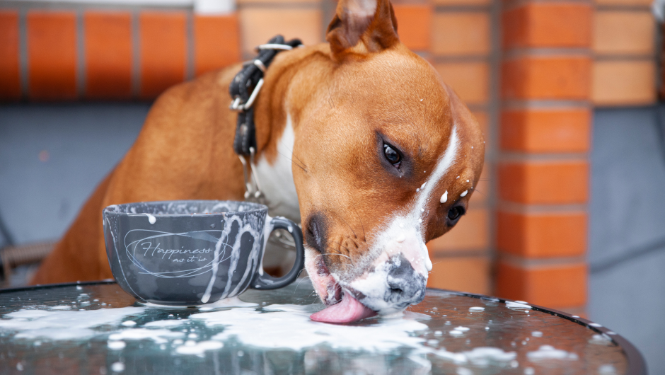 Pet Safe Treats – Are You Poisoning Your Pet With Potentially Deadly Foods?