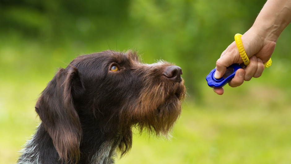 Pet Training: When Cute Pets Become Problem Pets