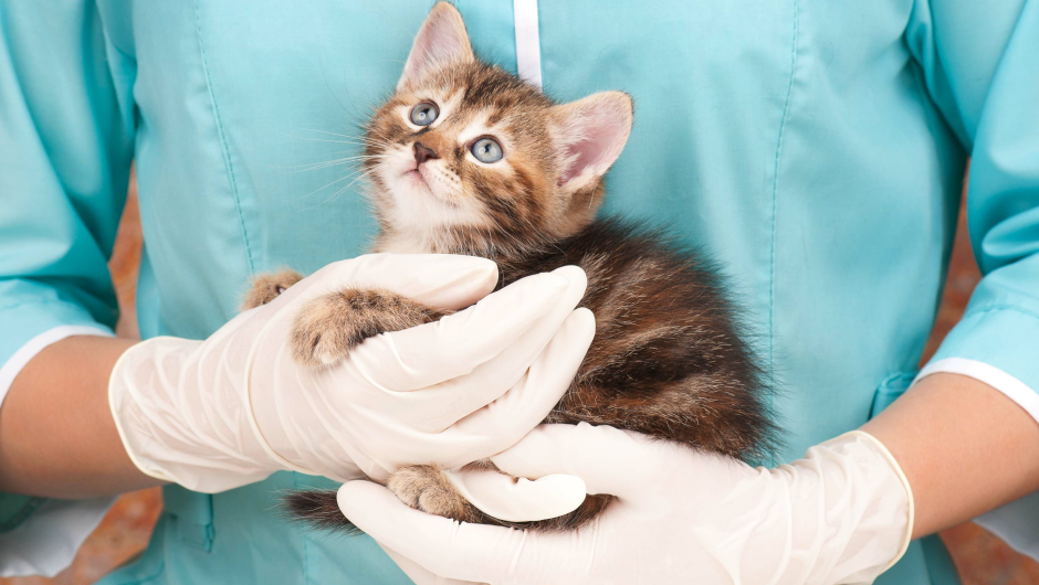 Points To Consider When Selecting the Best Animal Hospital Sarasota Fl