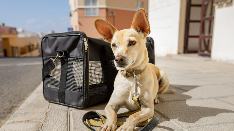 Preparing for Dog Boarding – Sarasota Tips