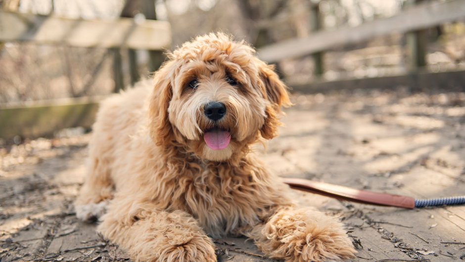 Quality Vet Services for Brandon Area Pets