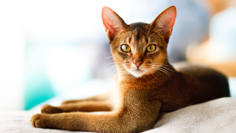Sudden Death in Cats: Could It Be Heartworm?