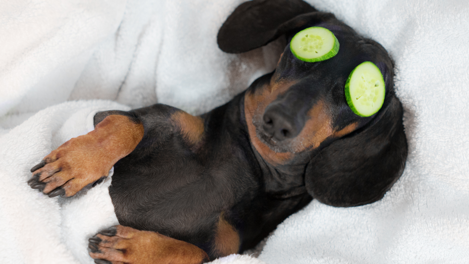 The Do’s and Don’ts of Dog Grooming