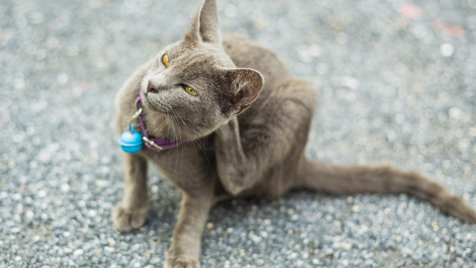 They’re Back! Are Your Pets Prepared for Flea and Tick Season?