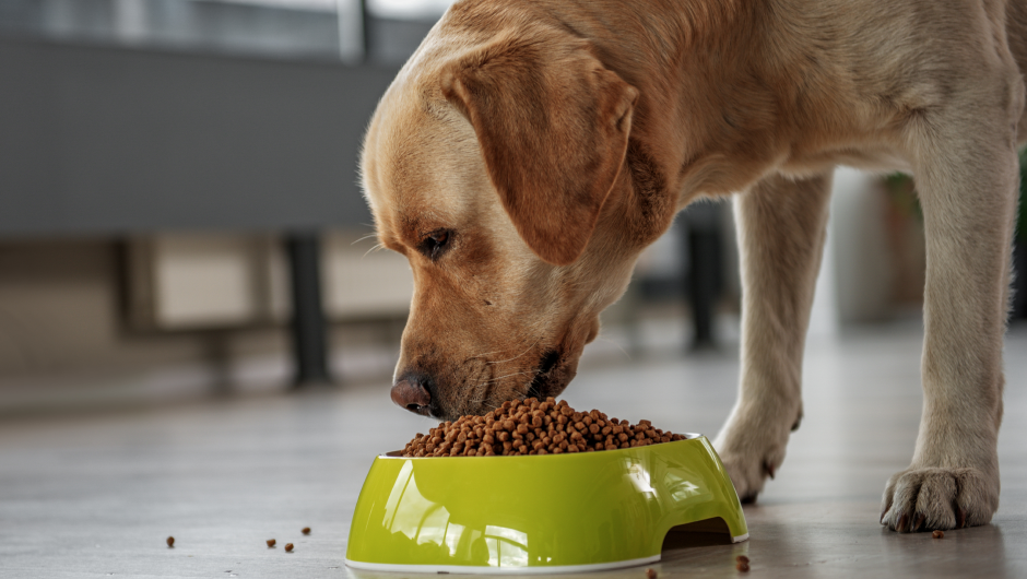 Top This! 5 Healthy Dog Food Toppers