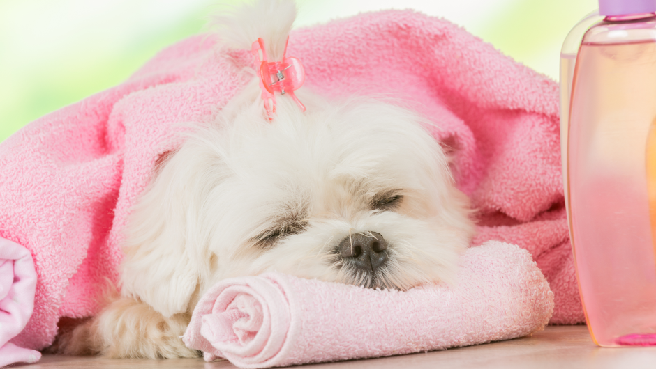 Trying to Find Out How Dog Grooming Sarasota FL Could Work for You?